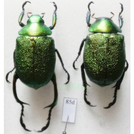 Chrysophora chrysochlora (Latreille, 1811) pair 28mm Peru85d